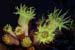 Anemonas - ver nombre correcto
