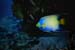 Queen Angel Fish