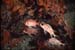 Squirrell Fishes